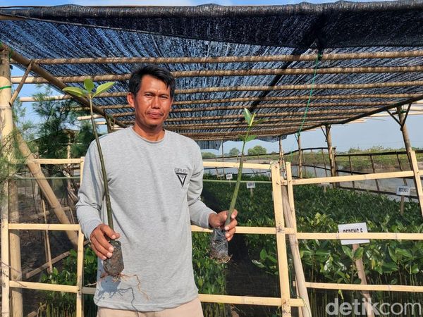 Potret Mang Rov Penggiat Mangrove di Pesisir Utara Banten