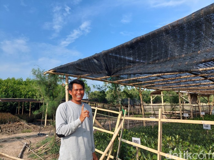 Wisata Mangrove Jembatan Pelangi di Lontar, Kabupaten Serang Wisata Mangrove Jembatan Pelangi di Lontar, Kabupaten Serang