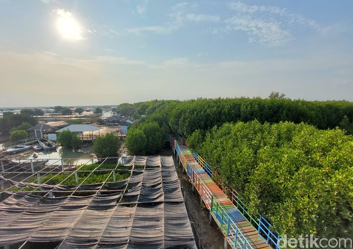 Wisata Mangrove Jembatan Pelangi di Lontar, Kabupaten Serang Wisata Mangrove Jembatan Pelangi di Lontar, Kabupaten Serang