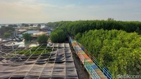 Ropin mengakui bahwa dengan adanya tanaman mangrove, besar sekali manfaat yang dia rasakan. Terutama tambak bandeng keluarganya selamat.