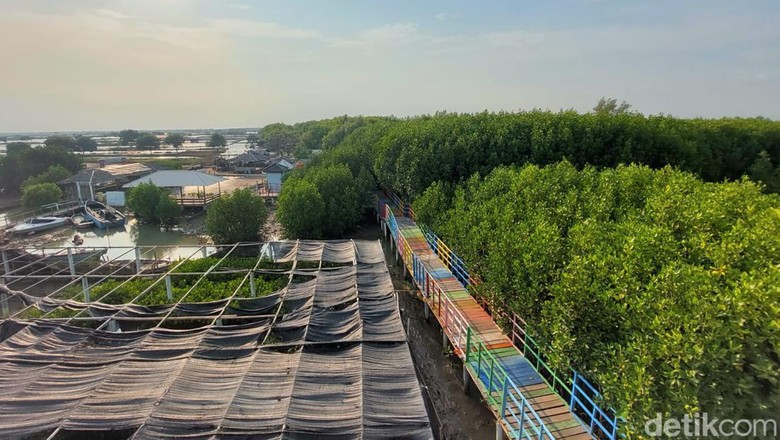 Wisata Mangrove Jembatan Pelangi di Lontar, Kabupaten Serang Wisata Mangrove Jembatan Pelangi di Lontar, Kabupaten Serang