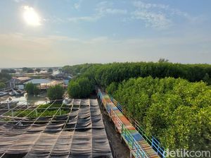 Cerita Mang Ruv, Tanam Mangrove untuk Selamatkan Tambak