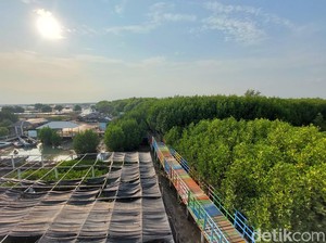 Cerita Mang Ruv, Tanam Mangrove untuk Selamatkan Tambak
