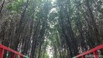 Foto: Hutan Mangrove di Banten yang Instagramable