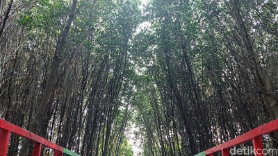 Foto: Hutan Mangrove di Banten yang Instagramable