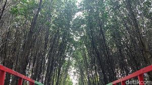 Foto: Hutan Mangrove di Banten yang Instagramable
