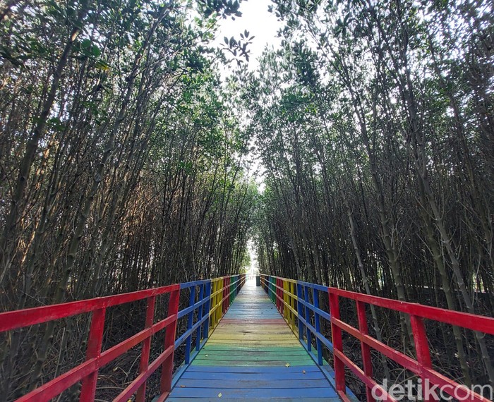 Wisata Mangrove Jembatan Pelangi di Lontar, Kabupaten Serang