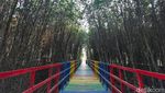 Foto: Hutan Mangrove di Banten yang Instagramable