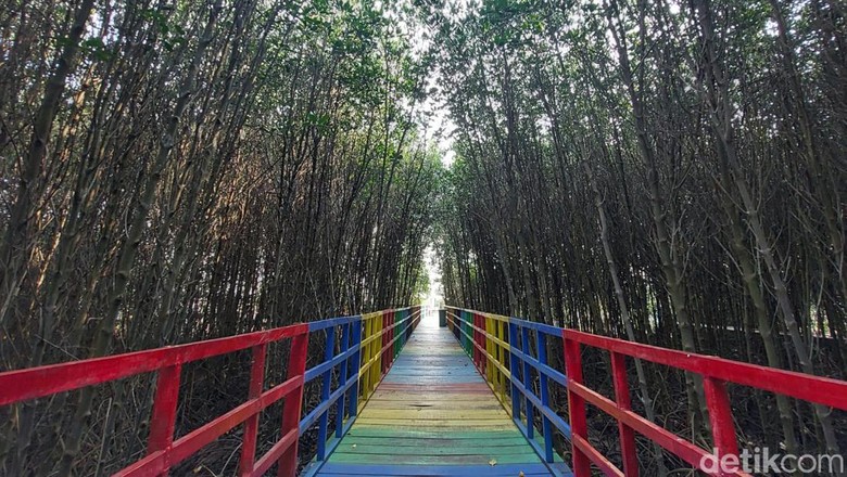 Wisata Mangrove Jembatan Pelangi di Lontar, Kabupaten Serang Wisata Mangrove Jembatan Pelangi di Lontar, Kabupaten Serang