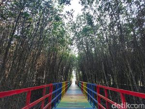 Hutan Mangrove di Banten se-Instagramable Ini