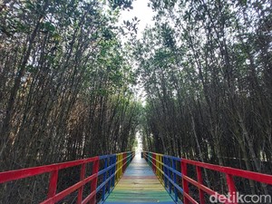 Hutan Mangrove di Banten se-Instagramable Ini