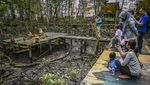 Sang Primadona di Konservasi Mangrove Tarakan