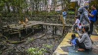 Para pengunjung yang sangat antusias melihat bekantan yang sedang memakan buah pisang di kawasan Konservasi Mangrove dan Bekantan (KKMB) di Tarakan, Kalimantan Utara, Kamis (20/10/2022).