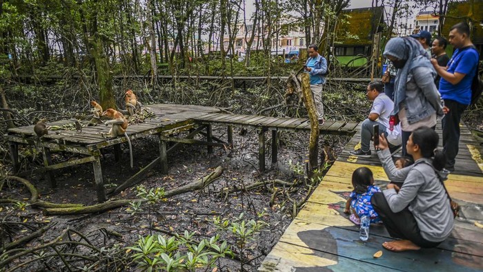 Bekantan yang Dikenal Logo Dufan, Ada di Konservasi Mangrove Tarakan Para pengunjung yang sangat antusias melihat hewan bekantan yang sedang memakan buah pisang di kawasan Konservasi Mangroe dan Bekantan (KKMB) di Tarakan, Kalimantan Utara, Kamis (20/10/2022).