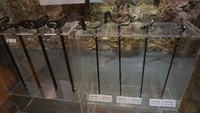 Kalau ini tongkat bernama Mutekka. Tongkat ini berfungsi sebagai tempat beristirahat para Darwis ketika mengajar muridnya. Mereka memang tidak diperbolehkan tidur saat ngajar. Jika capek, cukup bersandar di tongkat ini saja. (Wahyu Setyo/detikTravel)