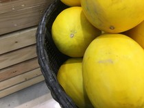 Timun Suri Jadi Primadona saat Puasa, Bagus untuk Dehidrasi-Asam Lambung?