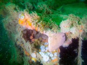 Bangkai Kapal Perang Dunia II Cemari Laut hingga Puluhan Tahun