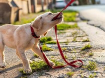 Pria Toraja Tewas Akibat Rabies Digigit Anjing Peliharaan 2 Bulan Lalu