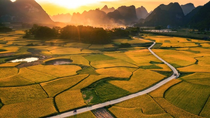 BAISE, CHINA - OCTOBER 16: An aerial view of paddy fields at Debao County on October 16, 2022 in Baise, Guangxi Zhuang Autonomous Region of China. The paddy fields in Baise have entered harvest season. (Photo by VCG/VCG via Getty Images)