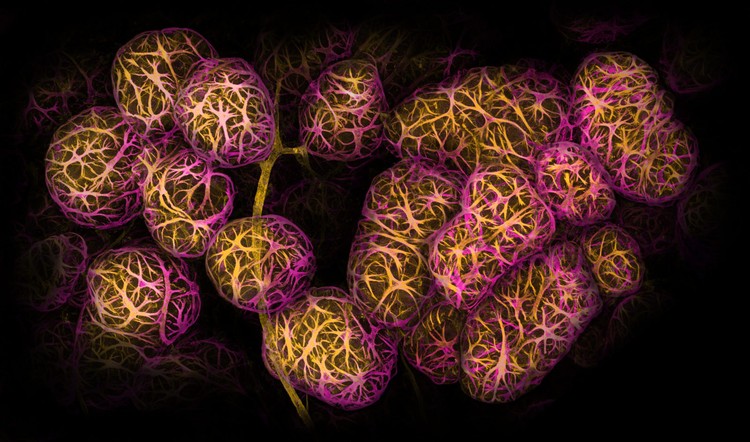 Nikon Small World Photomicrography 2022