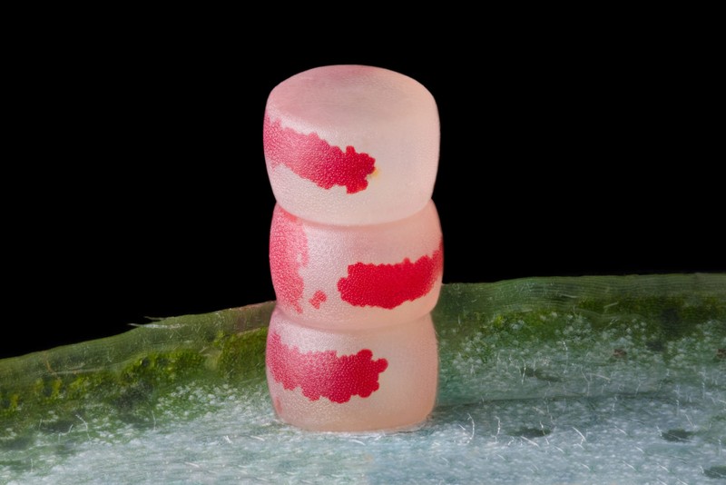Nikon Small World Photomicrography 2022