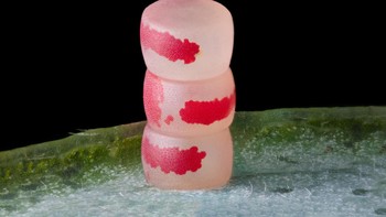 Posisi 11 karya Ye Fei Zhang. Menampilkan telur ngengat. Foto: Nikon Small World Photomicrography