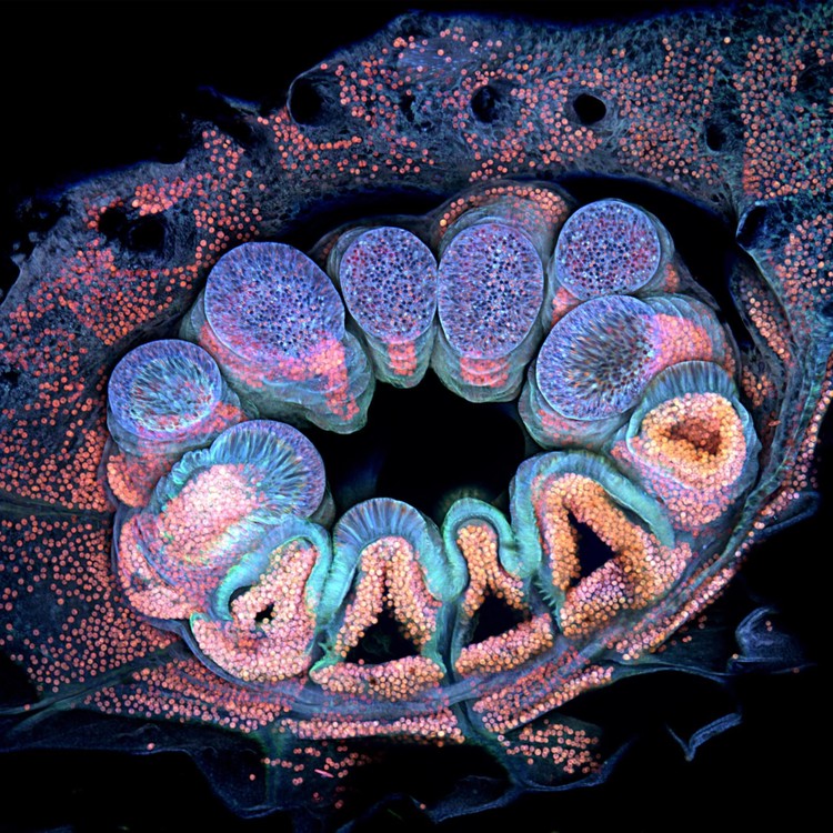 Nikon Small World Photomicrography 2022