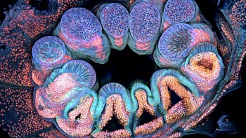 Posisi 12 karya Brett M. Lewis. Menampilkan Autofluoresensi polip karang tunggal (sekitar 1 mm). Foto: Nikon Small World Photomicrography