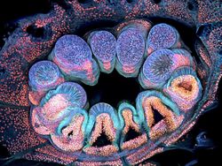 Mencengangkan! Ini Karya Jawara Kontes Foto Mikroskop