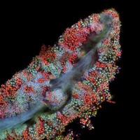 Nikon Small World Photomicrography 2022
