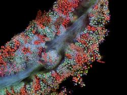 Mencengangkan! Ini Karya Jawara Kontes Foto Mikroskop