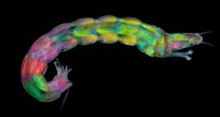 Nikon Small World Photomicrography 2022