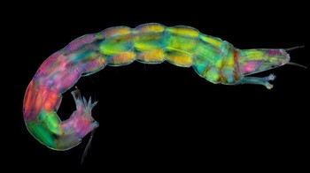 Honorable Mention karya Karl Gaff menampilkan Larva midge dikumpulkan dari kolam air tawar Foto: Nikon Small World Photomicrography