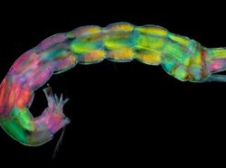 Mencengangkan! Ini Karya Jawara Kontes Foto Mikroskop