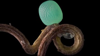 Honorable Mention karya Ye Fei Zhang menampilkan Telur kupu-kupu. Foto: Nikon Small World Photomicrography