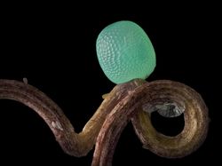 Mencengangkan! Ini Karya Jawara Kontes Foto Mikroskop