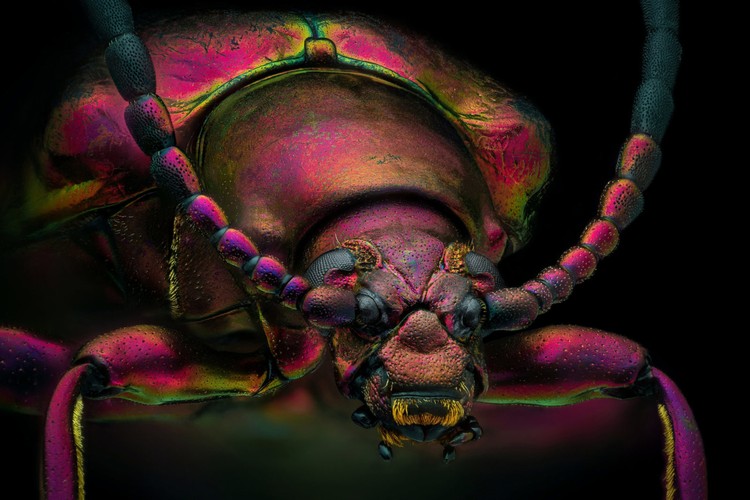 Nikon Small World Photomicrography 2022