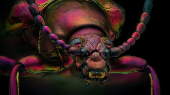 Karya Yousef Al Habshi menampilkan Kumbang permata bintik merah Foto: Nikon Small World Photomicrography