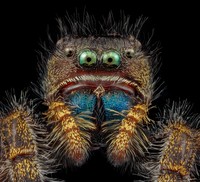 Nikon Small World Photomicrography 2022