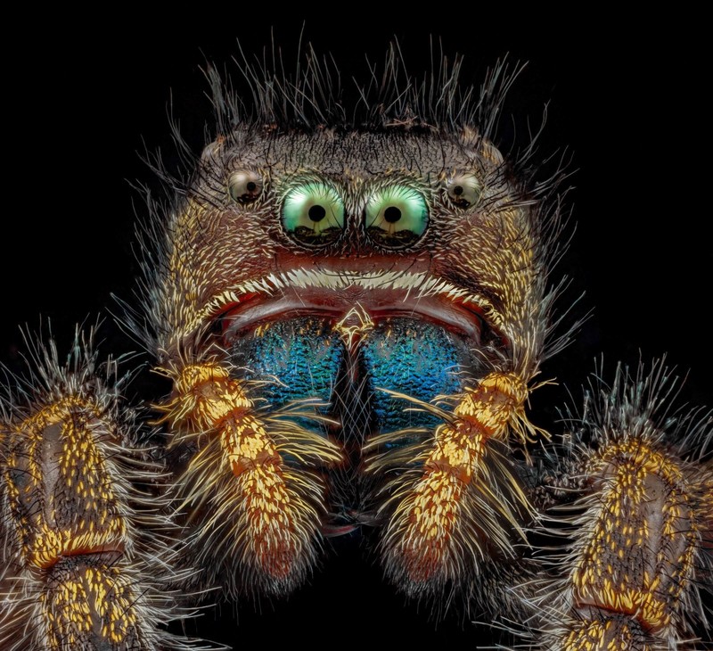 Nikon Small World Photomicrography 2022