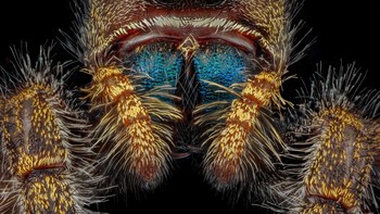 Karya Dr Andrew Posselt menampilkan Laba- laba lompat yang berani ( Phidippus audax ) Foto: Nikon Small World Photomicrography