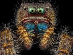 Mencengangkan! Ini Karya Jawara Kontes Foto Mikroskop