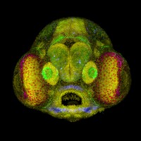 Nikon Small World Photomicrography 2022