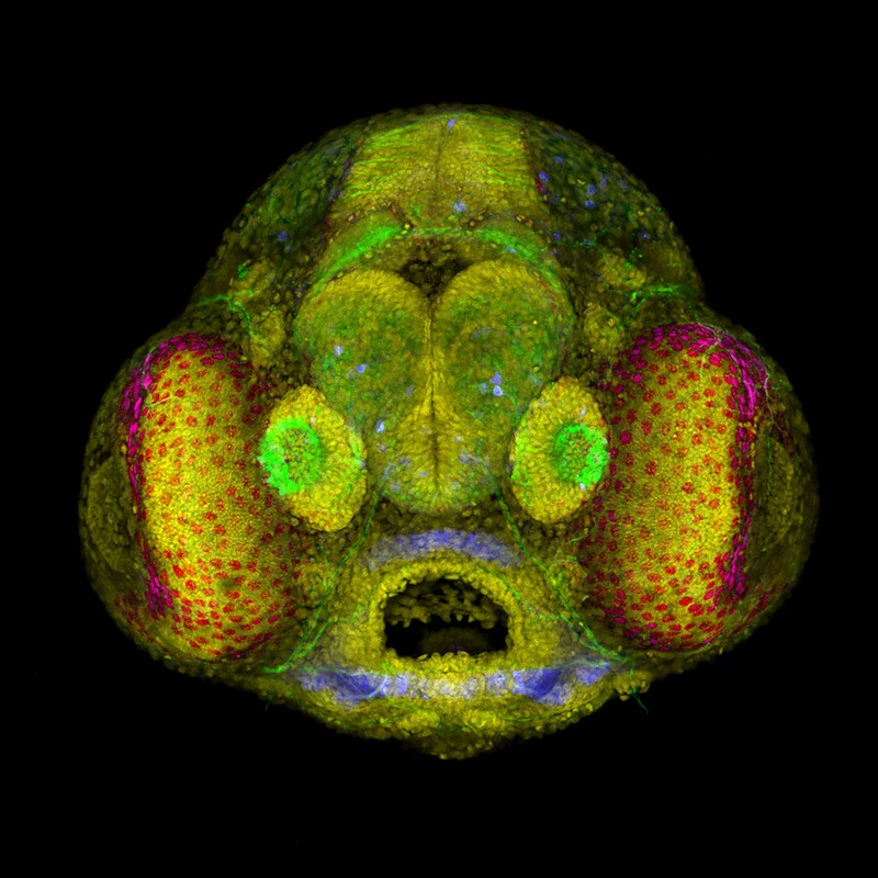 Nikon Small World Photomicrography 2022