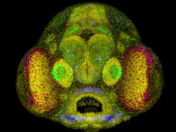 Mencengangkan! Ini Karya Jawara Kontes Foto Mikroskop
