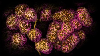 Posisi 2 karya Caleb Dawson. Menampilkan jaringan payudara menunjukkan sel- sel mioepitel kontraktil melilit alveoli penghasil susu Foto: Nikon Small World Photomicrography