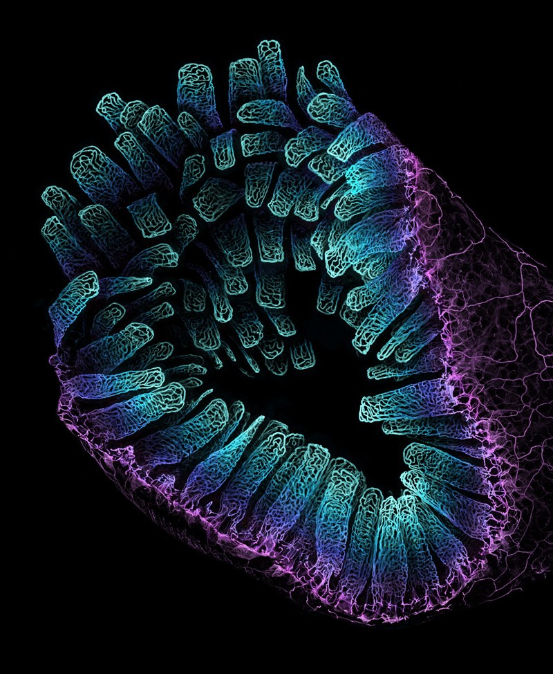 Nikon Small World Photomicrography 2022