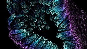 Posisi 3 karya Satu Paavonsalo dan Dr. Sinem Karaman. Menampilkan foto jaringan pembuluh darah di usus tikus dewasa Foto: Nikon Small World Photomicrography