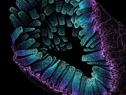 Mencengangkan! Ini Karya Jawara Kontes Foto Mikroskop