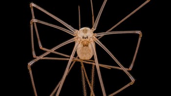 Posisi 4 karya Dr Andrew Posselt. Menampilkan laba- laba ruang bawah tanah/ayah berkaki panjang ( Pholcus phalangioides ) Foto: Nikon Small World Photomicrography